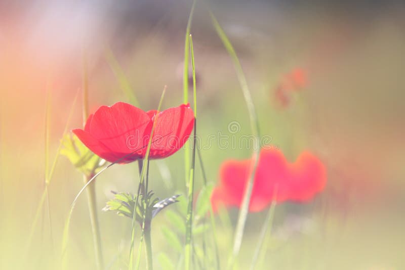 Abstract and dreamy photo with low angle of red poppies against sky with light burst. vintage filtered and toned royalty free stock photography Abstract and dreamy photo with low angle of red poppies against sky with light burst. vintage filtered and toned royalty free stock photography