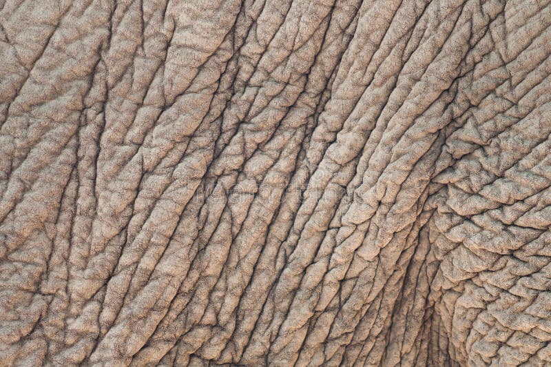 Abstract elephant skin texture background