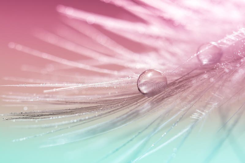Abstract feather bird with water drops on a multi-colored background. Beautiful macro, art work.