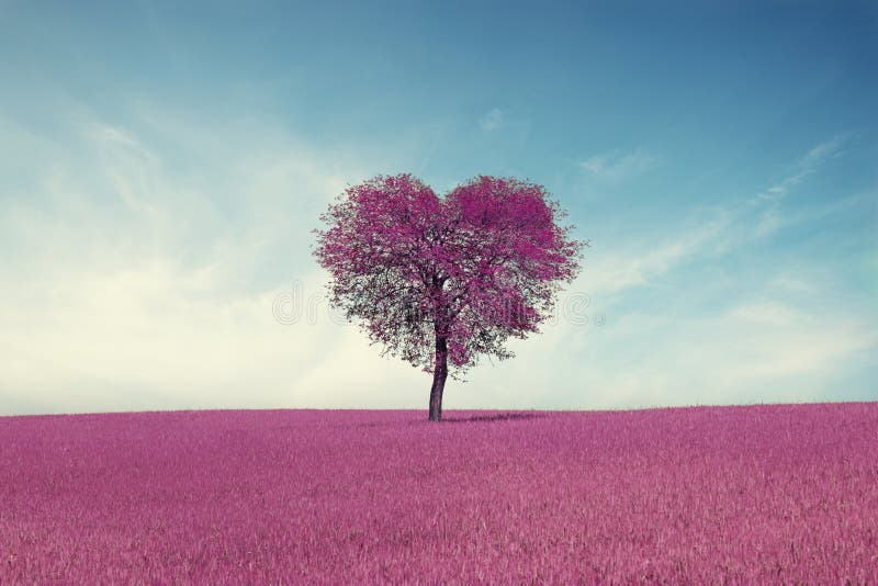 Abstract field with heart shape tree under blue sky. Beauty nature. Valentine concept background stock image Abstract field with heart shape tree under blue sky. Beauty nature. Valentine concept background stock image