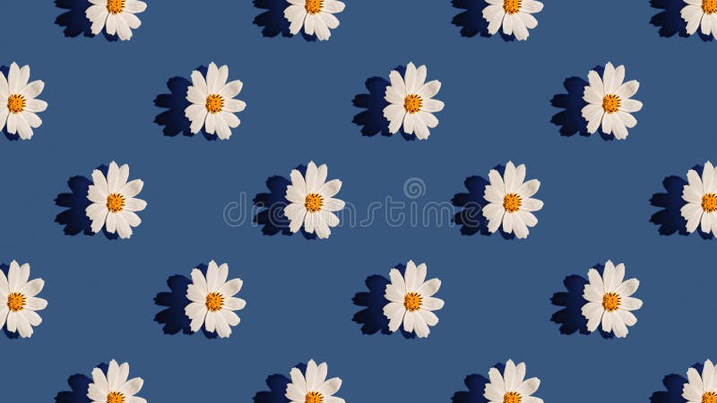 Abstract Floral Aesthetic Background. Colourful Chamomile Flower Buds on Blue  Background. Beautiful Flowers Template Stock Photo - Image of daisy,  minimal: 240343960