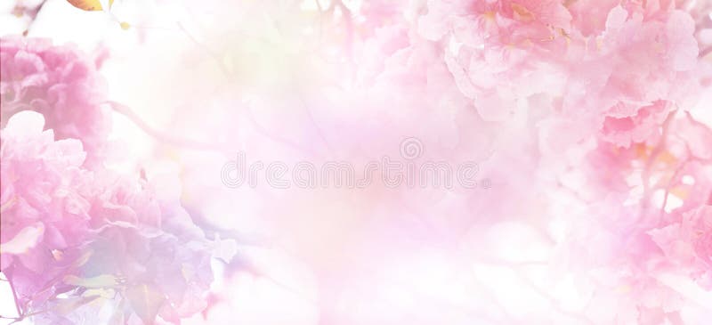 Abstract Floral Backdrop of Pink Flowers with Soft Style Stock Photo -  Image of branch, background: 137893450