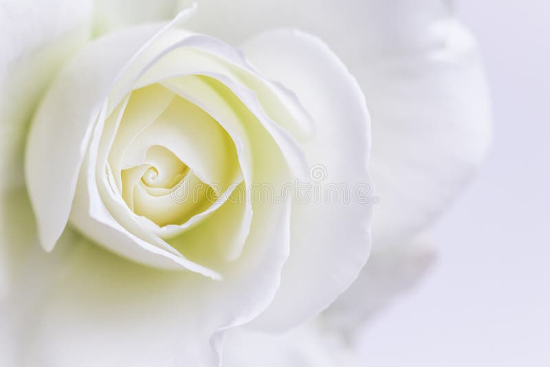 Abstract floral background, white rose flower petals. Macro flowers backdrop for holiday design. Soft focus