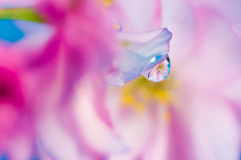 Abstract floral macro background with waterdrop reflection