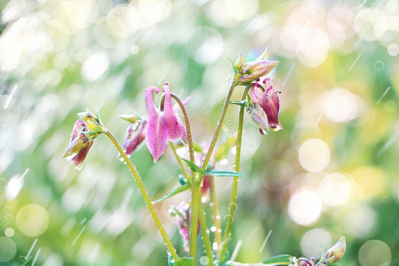 Abstract floral spring defocused background in pastel colors with soft focus and bokeh and rain. Banner for the screen, a