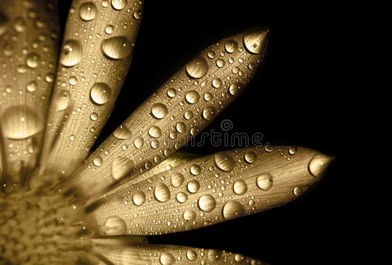 Golden flower with dew drops