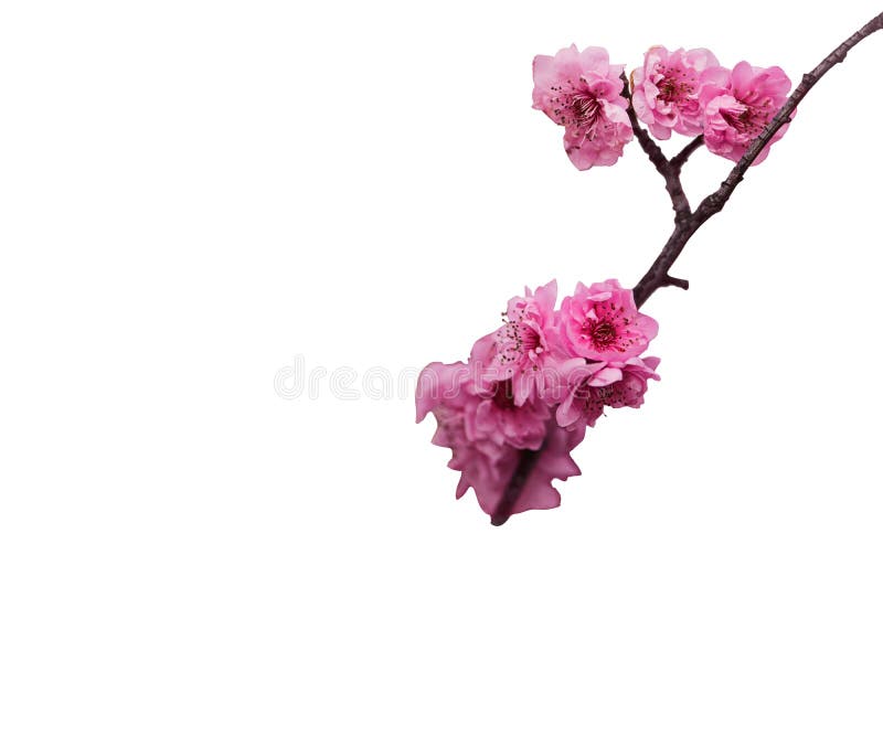 Abstract Flower Blooming Branch Overlays of Spring Cherry Blossoms Tree