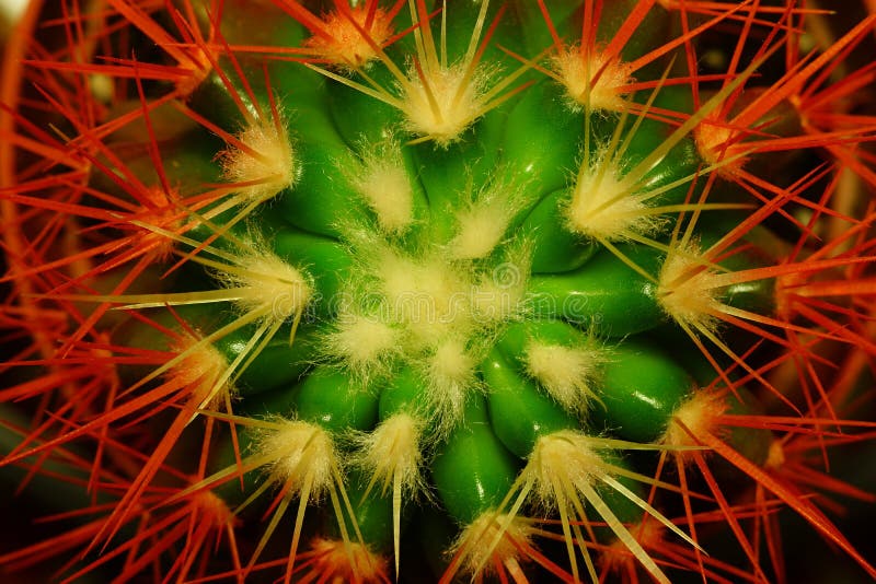 Abstract flower of a cactus