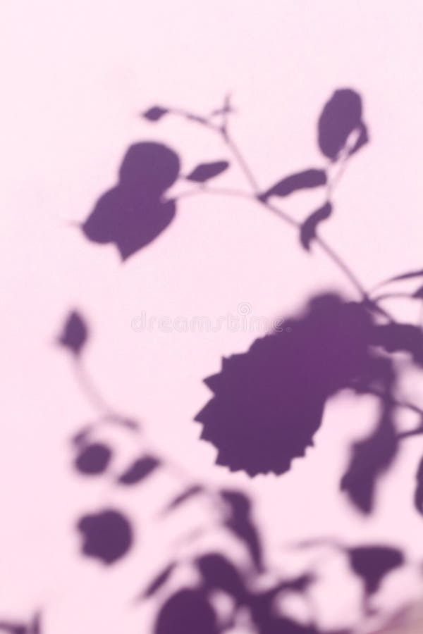 Abstract Flower Shadows Background Stock Photo - Image of fall, bloom