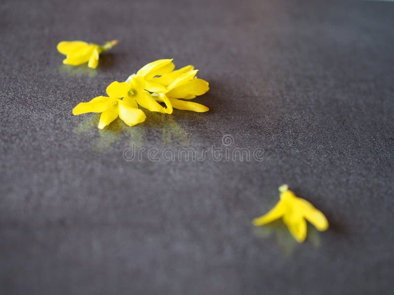 Abstract flowers yellow on grey background. royalty free stock image Abstract flowers yellow on grey background. royalty free stock image
