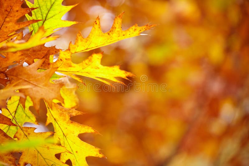 Frunziș abstract de fond frumos ramură arbore toamna stock photography