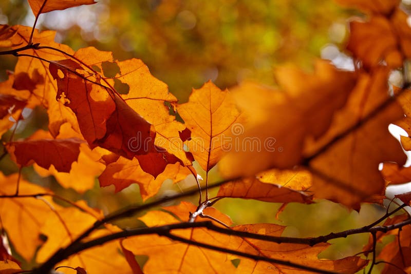 Frunziș abstract de fond frumos ramură arbore toamna stock image