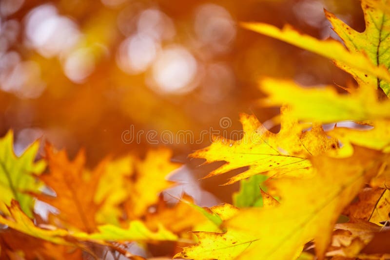 Frunziș abstract de fond frumos ramură arbore toamna royalty free stock photo