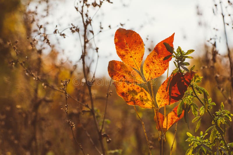 Abstract foliage background, beautiful tree branch in autumnal forest, bright warm sun light, orange dry maple leaves, autumn seas