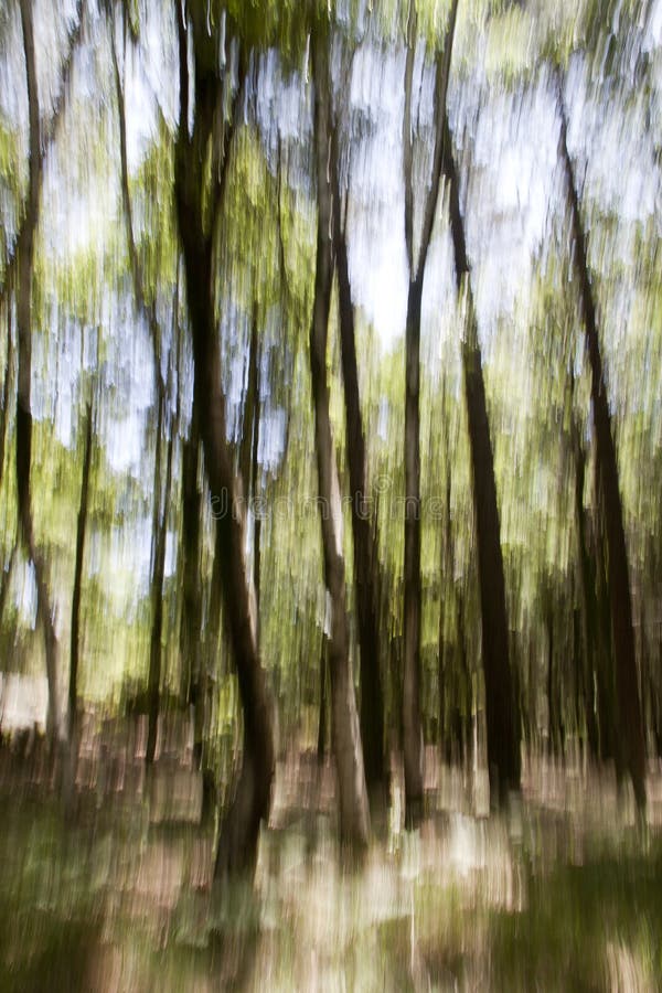 Abstract Forest royalty free stock image Abstract Forest royalty free stock image