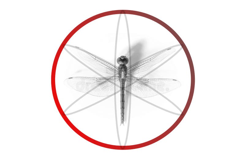 Abstract Geometric Made From Dragonfly Proportion Stock Illustration