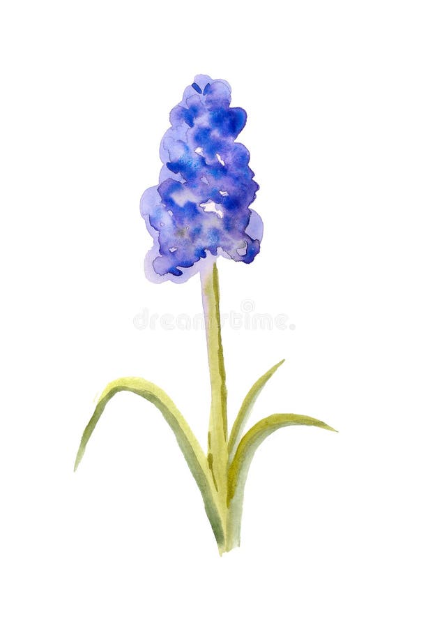 Grape Hyacinth Flower Illustration, Drawing, Engraving, Line Art Stock