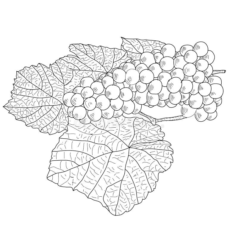 Abstract Grape with leafs (Vector)