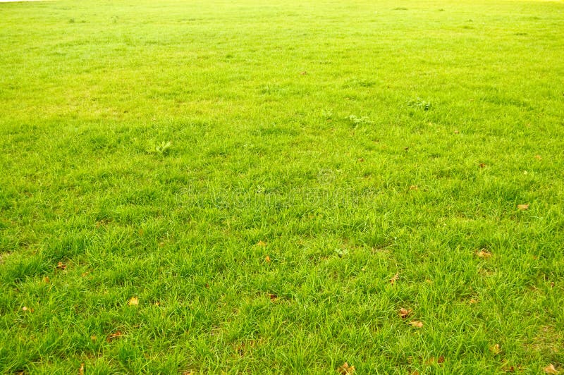 Abstract grass background