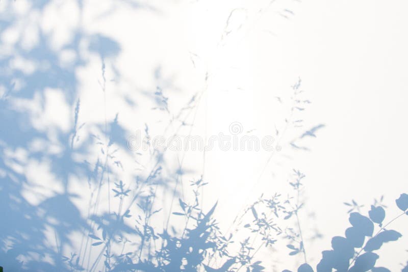 Abstract gray shadow background of natural leaves on white texture for background stock photography Abstract gray shadow background of natural leaves on white texture for background stock photography