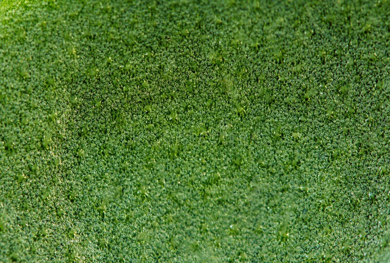 Abstract green background, plant leaf, Macro. Extreme closeup