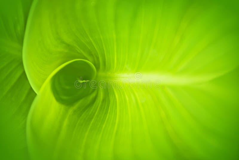 Abstract green leaf background