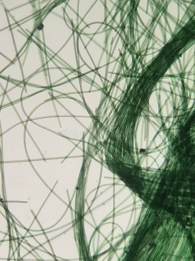 Abstract green lines and curves on a white background, creating a dynamic and intricate pattern. Dynamic colour stock images, royalty-free photos and pictures