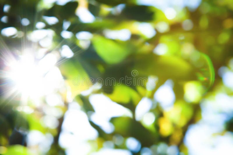 Sunny abstract blurred green nature background, with bokeh of light through the trees leaves as a background image serenity beautiful foliage natural texture shiny art backdrop bloom botany branch circles clarity day design flora forest fresh freshness garden grass leaf life outdoor park plant rays relax season sky soft space spring summer wallpaper. Sunny abstract blurred green nature background, with bokeh of light through the trees leaves as a background image serenity beautiful foliage natural texture shiny art backdrop bloom botany branch circles clarity day design flora forest fresh freshness garden grass leaf life outdoor park plant rays relax season sky soft space spring summer wallpaper