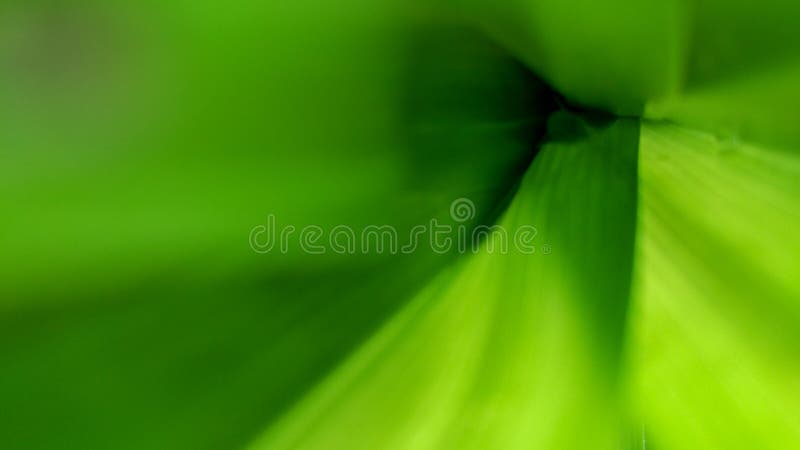Abstract green nature background texture soft blurred. royalty free stock photo