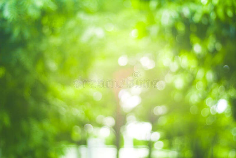 Abstract Green Nature Blur Background and Sunlight Stock Photo ...