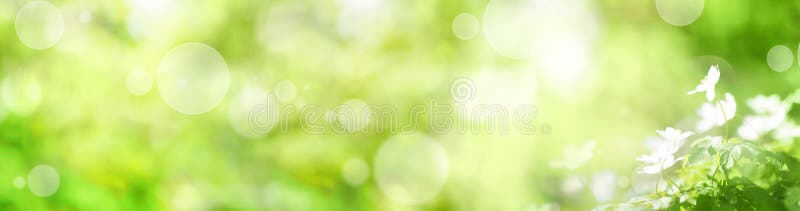 Abstract green spring background