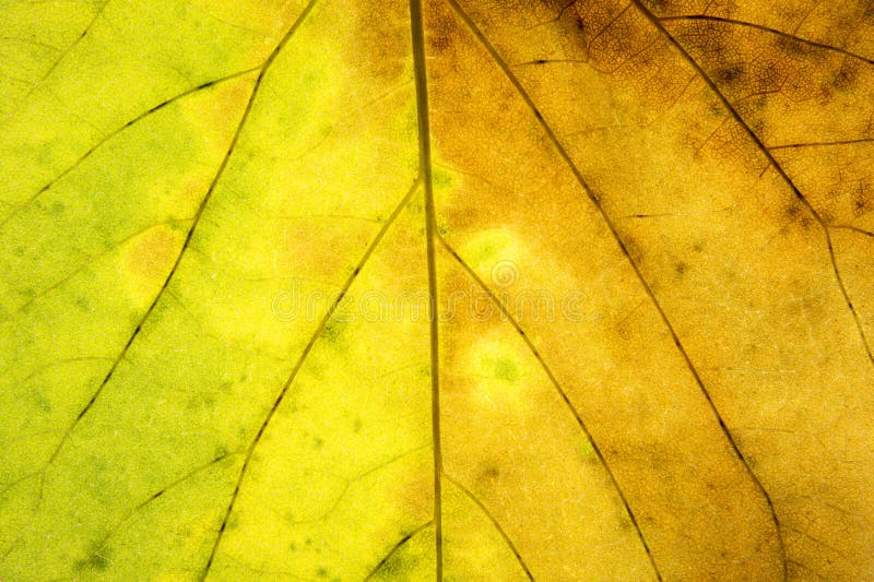 Abstract Green and Yellow Leaf Texture for Background Stock Image Image of green, decoration