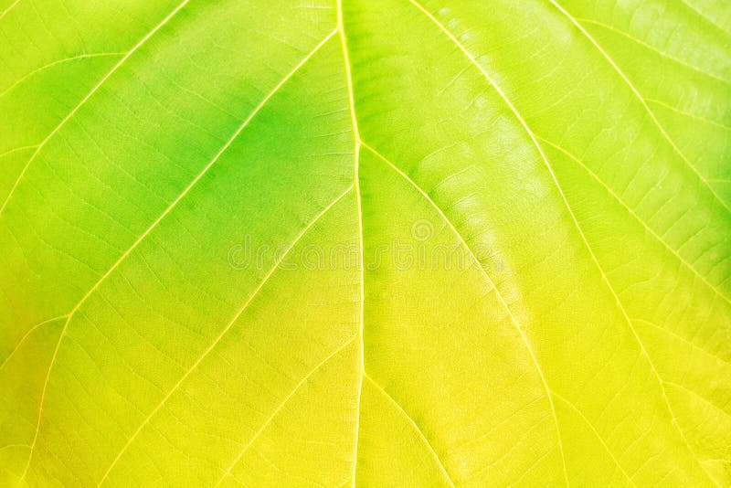 Abstract. Green and Yellow Leaves, Leaf Texture for Background Stock Photo Image of nature