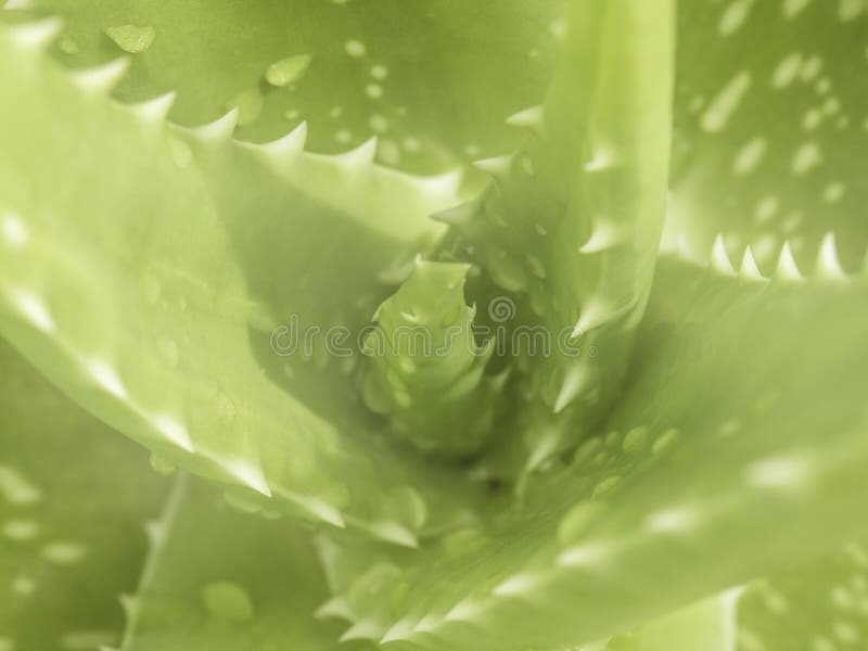 Abstract groen aard achtergrondclose-up mooi Aloë Vera stock afbeelding Abstract groen aard achtergrondclose-up mooi Aloë Vera stock afbeelding