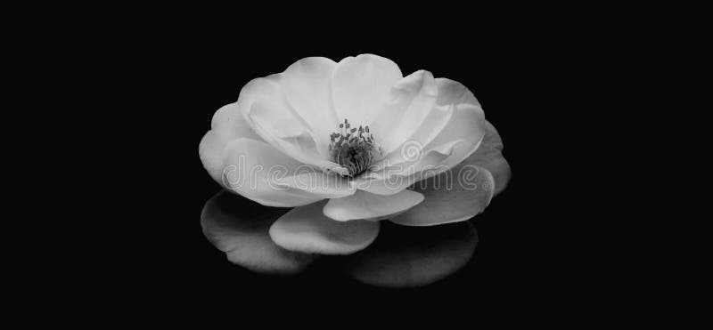 Abstract Illustration of an Isolated White Rose Flower Bloom on Black  Background Photo. Suitable for Wallpaper, Book Cover. Stock Illustration -  Illustration of slow, cover: 179695297