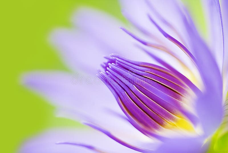 Abstract image of close-up lotus flower water-lily