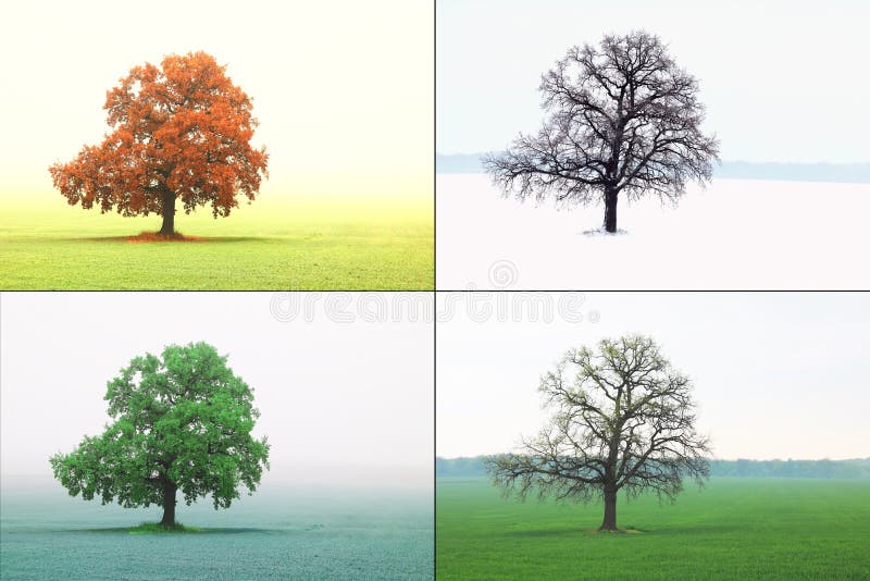 Abstract image of lonely tree in winter on snow, in spring without leaves on grass, in summer on grass with green f