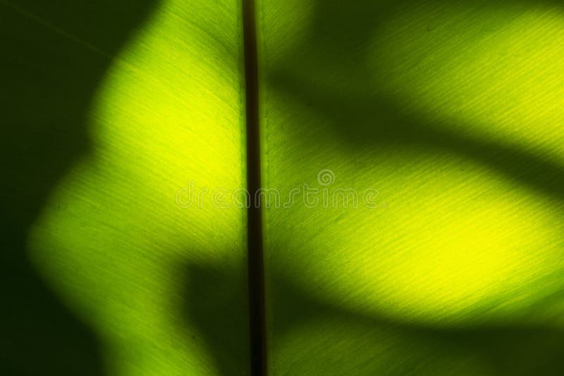 Abstract image pattern of light green leaf texture close-up stock photo