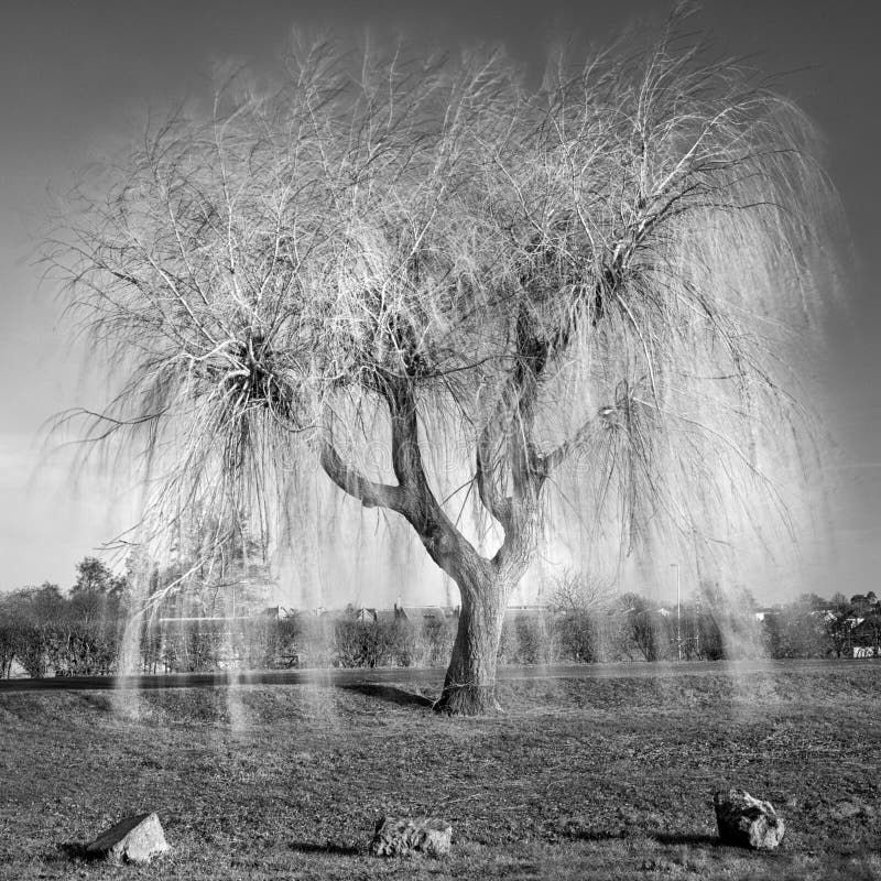 Abstract Image of a Weeping Willow Tree Stock Image Image of
