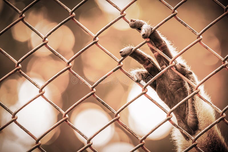 Abstract of imprison from monkey`s hand hanging on cage