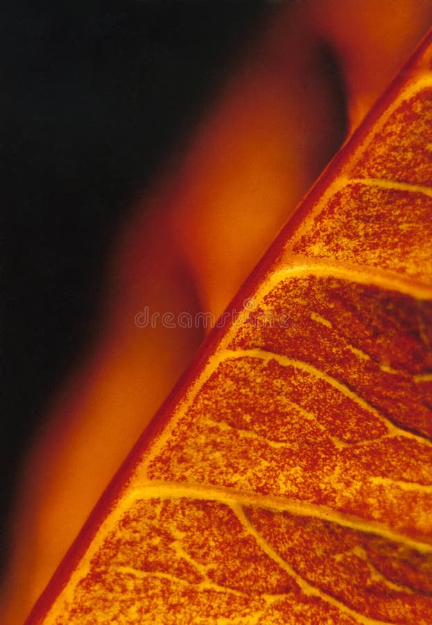 Abstract leaf stock photo. Image of detail, abstract, colors 2408930