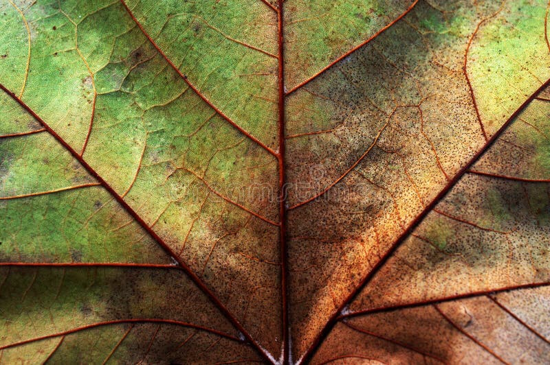 Abstract leaf texture