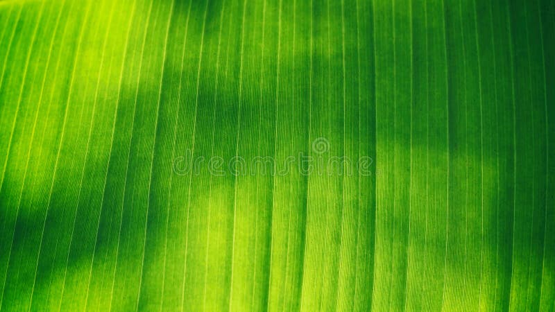 Abstract line of banana leaf