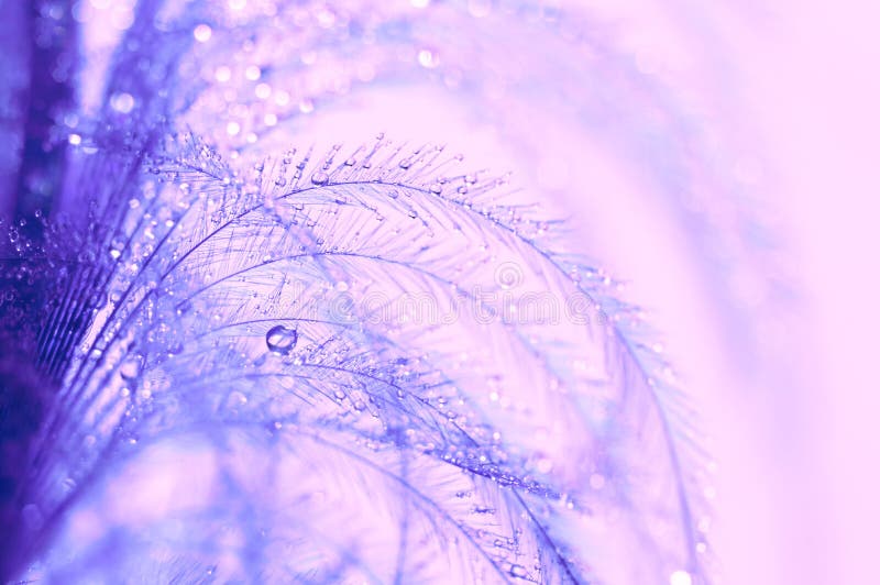 Abstract macro bird feather in shades of purple with water drops. Delicate works of art .