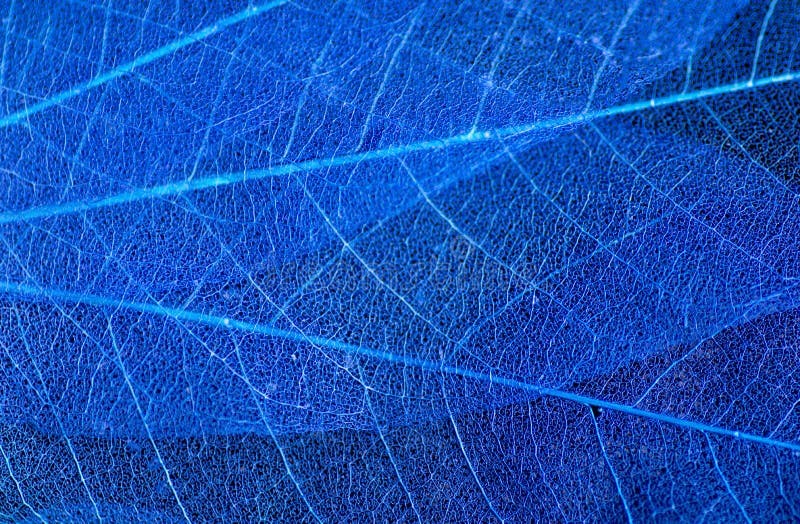 Abstract Macro blue skeleton leaves background texture royalty free stock photography