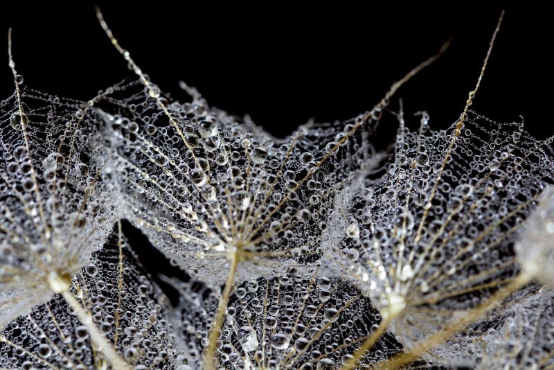 Abstract macro photo of a dandelion with water drops on a black background. Rain drops on a spider web.