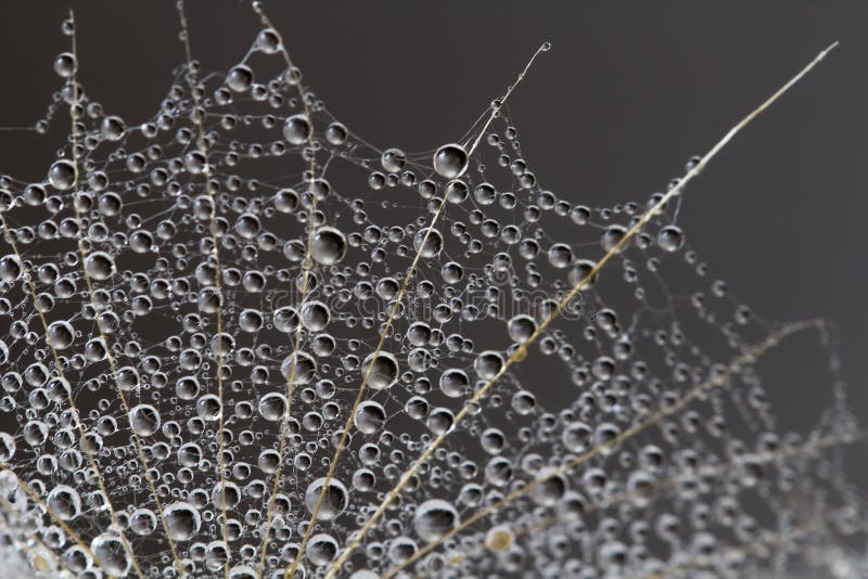 Abstract macro photo of a dandelion with water drops on a black background. Rain drops on a spider web.