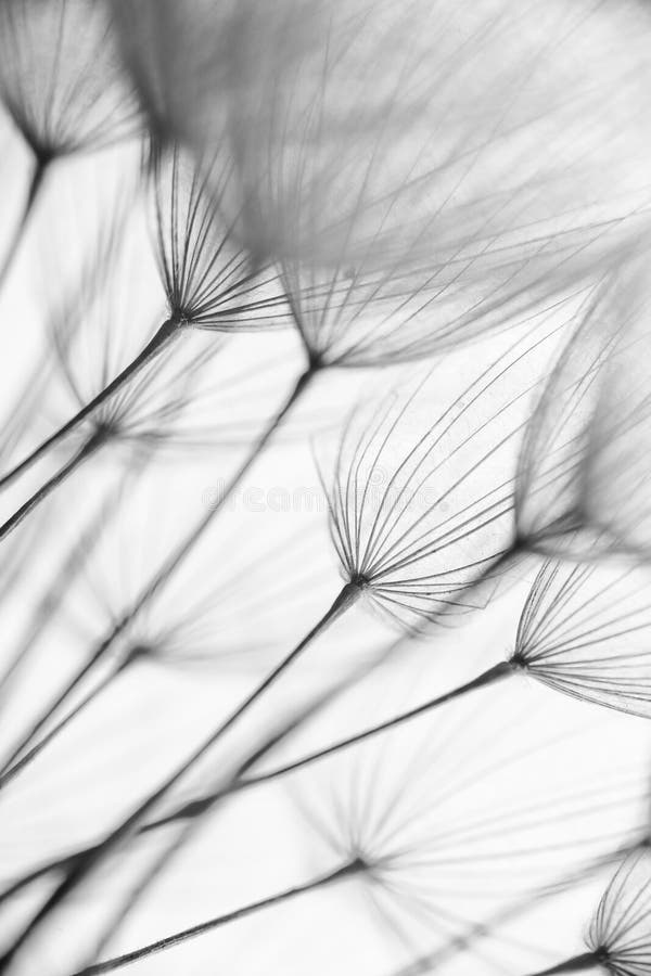 Macrofotografie abstractă a semințelor de plante. alb-negru royalty free stock photography