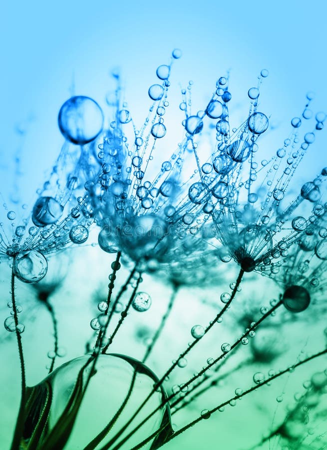 Abstract macro photo of plant seeds with water royalty free stock image Abstract macro photo of plant seeds with water royalty free stock image