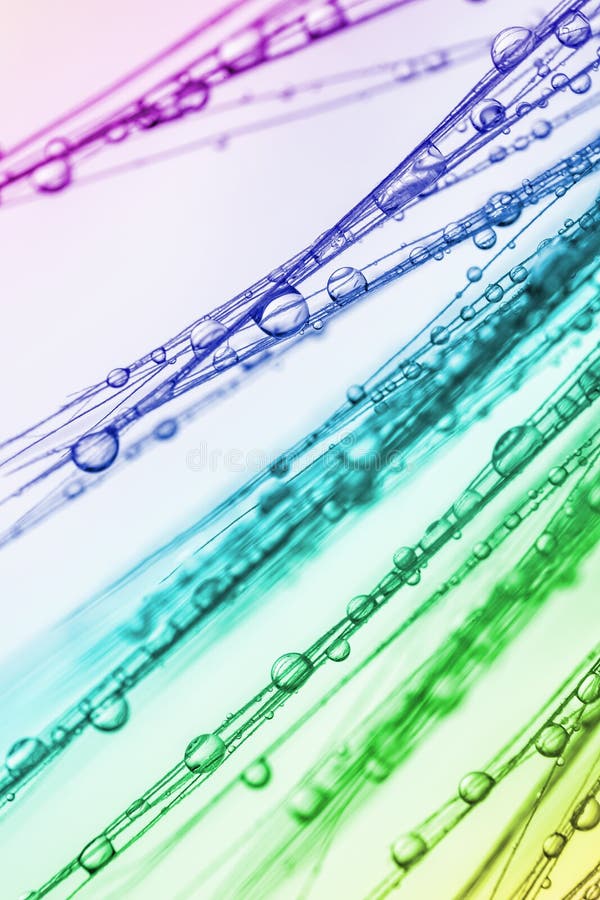 Abstract macro photo of plant seeds with water royalty free stock photography Abstract macro photo of plant seeds with water royalty free stock photography